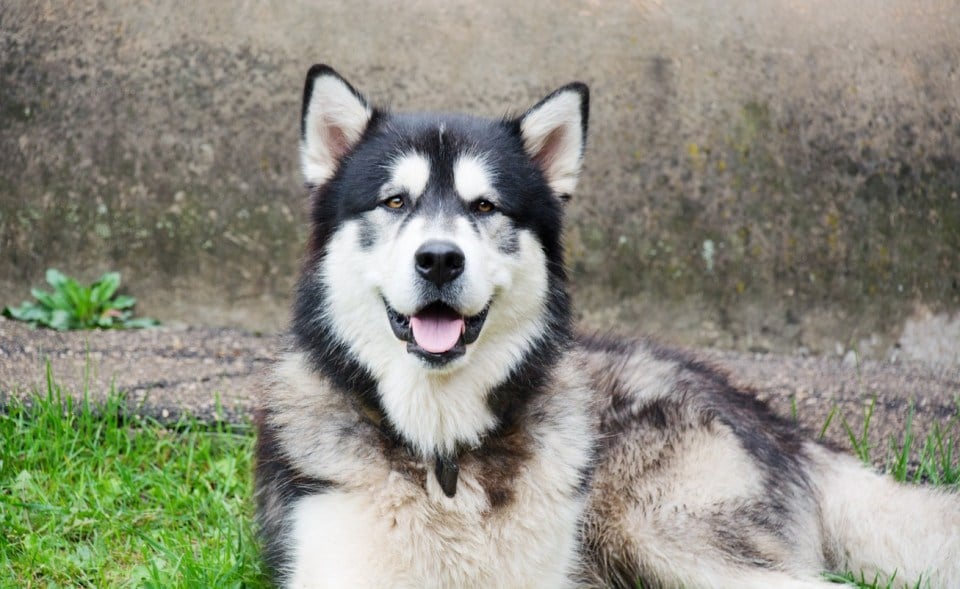 Alaskan malamute