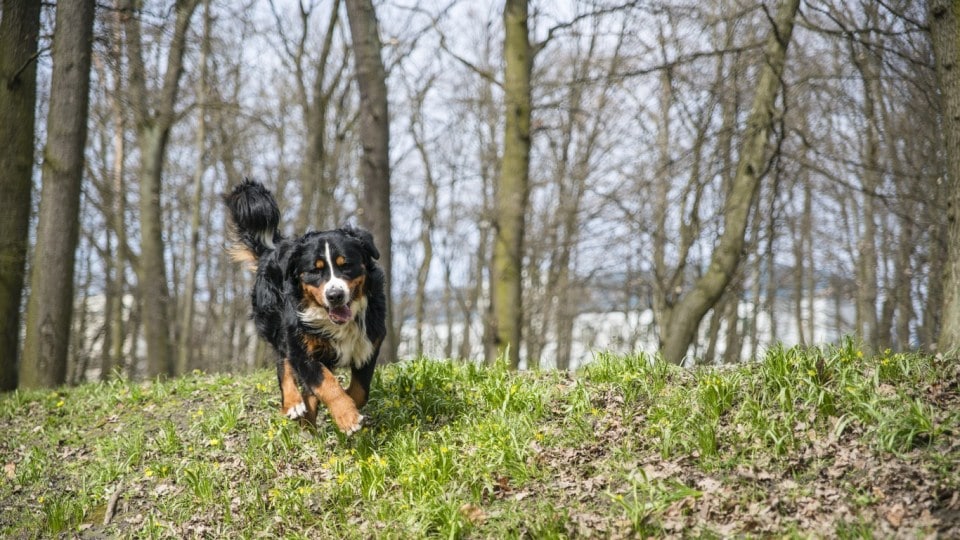 Bernese Mountain Dog