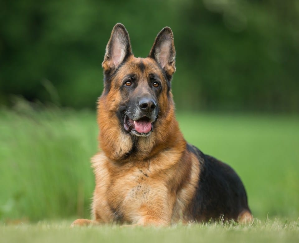 German Sheppard