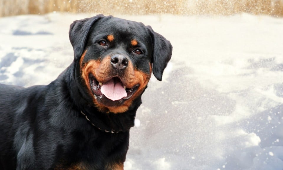 rottweiler