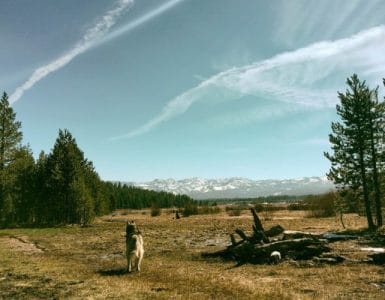 Top Dog Breeds for Preppers